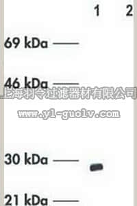 merck millipore,默克密理博,PC67,Anti-Bcl-xL (Ab-1) (201-216) Rabbit pAb