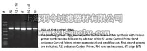 merck millipore,默克密理博,69001,First Strand cDNA Synthesis Kit