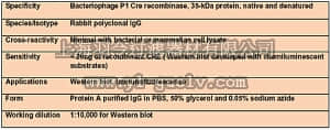 merck millipore,默克密理博,69050,Anti-Cre Antibody