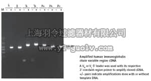 merck millipore,默克密理博,69830,Human Ig-Primer Set