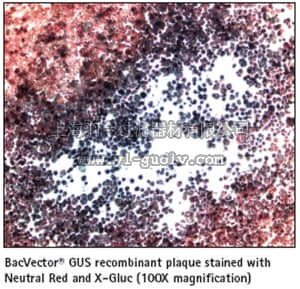 merck millipore,默克密理博,70036,X-Gluc Solution - Novagen