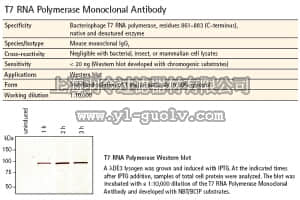 merck millipore,默克密理博,70566,T7 RNA Polymerase Monoclonal Antibody