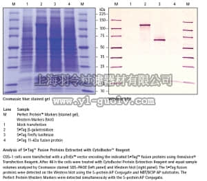 merck millipore,默克密理博,71009,CytoBuster™ Protein Extraction Reagent