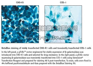 merck millipore,默克密理博,71074,BetaBlue™ Staining Kit merck millipore,默克密理博,71074,BetaBlue™ Staining Kit