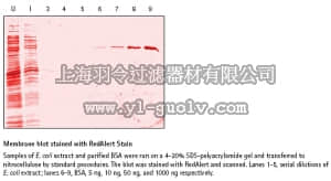 merck millipore,默克密理博,71078,RedAlert™ 10X Western Blot Stain