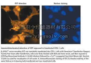 merck millipore,默克密理博,71097,GST•Tag™ Monoclonal Antibody
