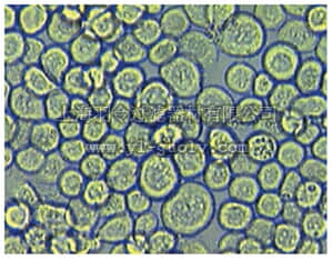 merck millipore,默克密理博,71104,Sf9 Insect Cells - Novagen