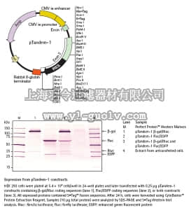 merck millipore,默克密理博,71283,pTandem™-1 Vector - Novagen