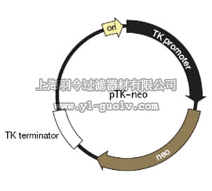 merck millipore,默克密理博,71284,pTK-neo DNA - Novagen