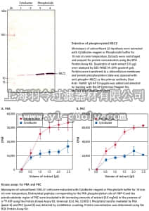 merck millipore,默克密理博,71296,PhosphoSafe™ Extraction Reagent