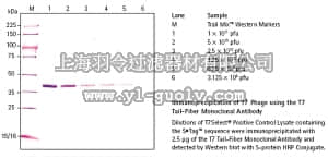 merck millipore,默克密理博,71530,T7 Tail Fiber Monoclonal Antibody