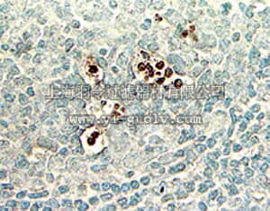 merck millipore,默克密理博,S7200,ApopTag Peroxidase In Situ Oligo Ligation (ISOL) Kit