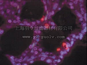 merck millipore,默克密理博,S7101,ApopTag Plus Peroxidase In Situ Apoptosis Kit