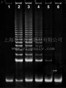 merck millipore,默克密理博,S7700,TRAPeze Telomerase Detection Kit