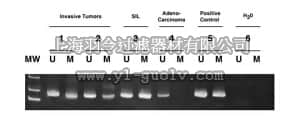 merck millipore,默克密理博,S7800,CpG WIZ p16 - Methylation specific PCR assay