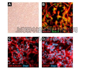 merck millipore,默克密理博,SCC007,ReNcell CX Human Neural Progenitor Cell Line