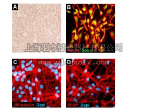 merck millipore,默克密理博,SCC008,ReNcell VM Human Neural Progenitor Cell LIne