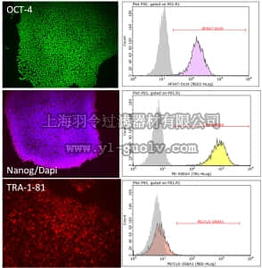 merck millipore,默克密理博,SCM132,PluriSTEM-XF™ Human ES/iPS Medium