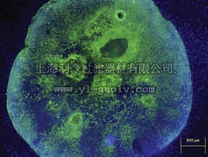 merck millipore,默克密理博,SCR002,ES Cell Marker Sample Kit