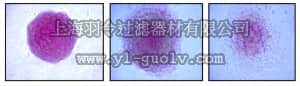merck millipore,默克密理博,SCR004,Alkaline Phosphatase Detection Kit