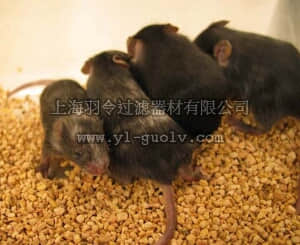 merck millipore,默克密理博,SCR011,B6-White™ Murine ES Cell Line
