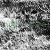 FluoroTrans PVDF 转印膜