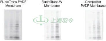 FluoroTrans Membrane Has Excellent Sensitivity, Signal, and Background in Western Transfers