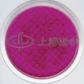 Ampoule Media for Microbiological Analysis; MF-Endo Broth, E. coli