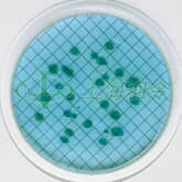 Ampoule Media for Microbiological Analysis; Pseudomonas Broth, P. aerufinosa