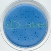 Ampoule Media for Microbiological Analysis; M-FC Broth, E. coli