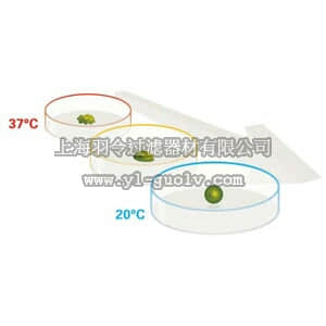 thermo fisher,赛默飞世尔,174900,12孔板；带盖；包装1/6；无菌，UpCell表面 UpCell 12 Well Multidish - NEW!