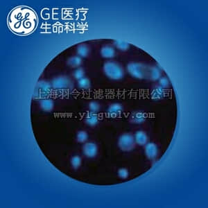 GE,whatman,沃特曼,Nuclepore黑色径迹蚀刻膜,直径25mm,0.8μm,110659